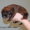 Щенки от пары Ерик х Конфета